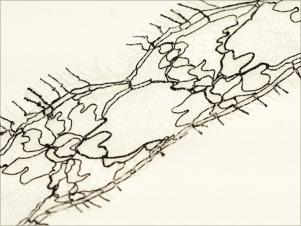 DA626列韋斯花邊LEAVER LACE
